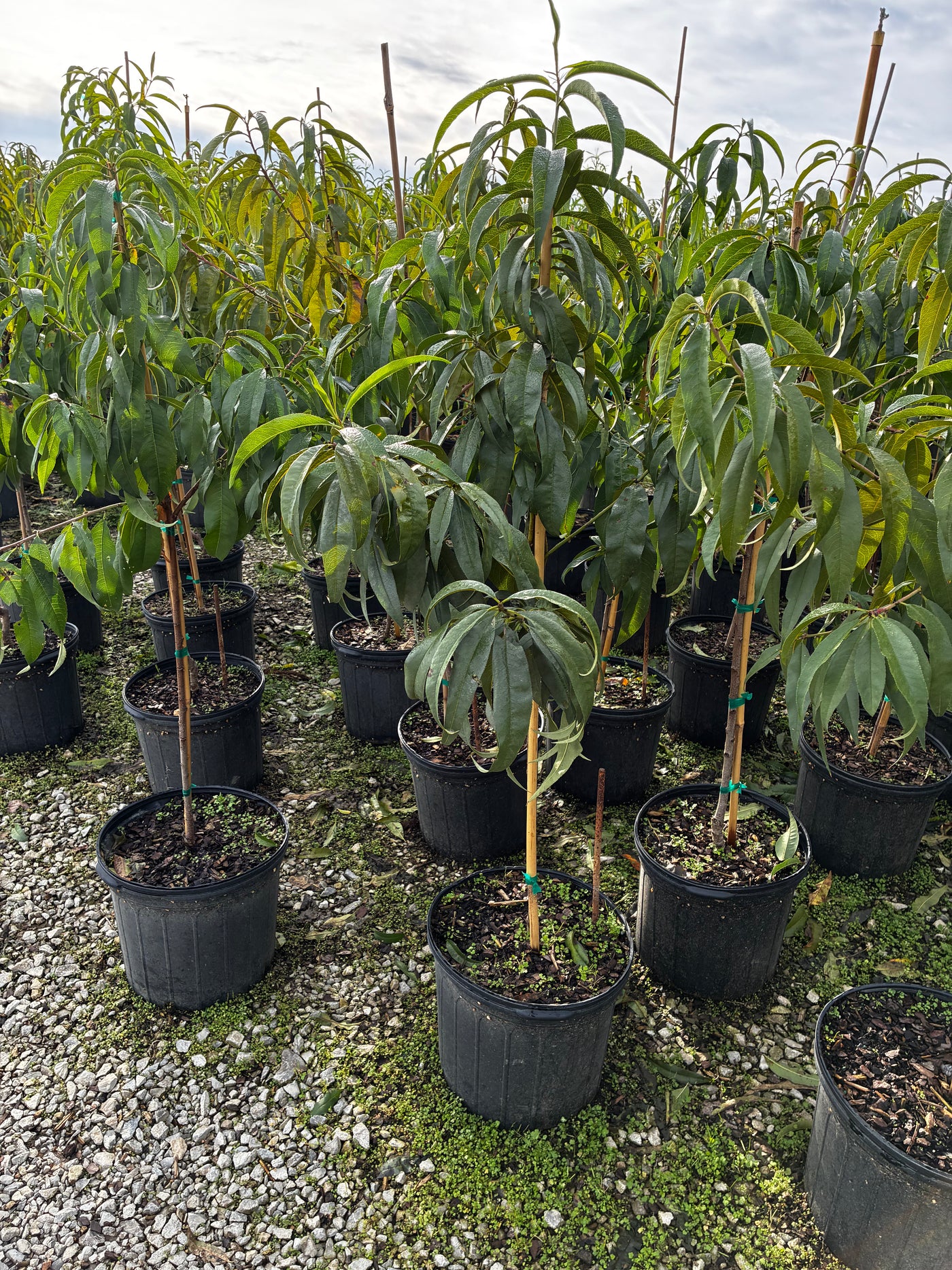 5 Gallon Peach Tree