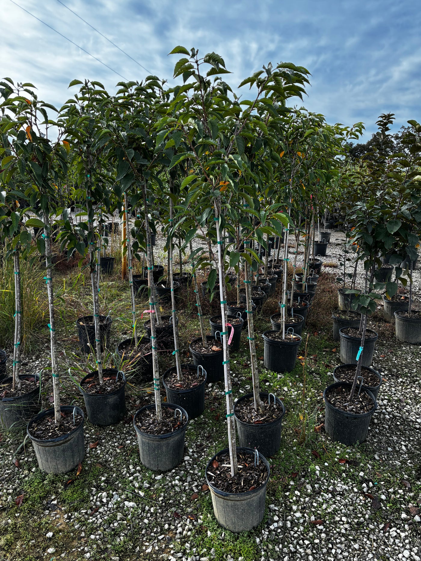 5 Gal - Cherry Tree