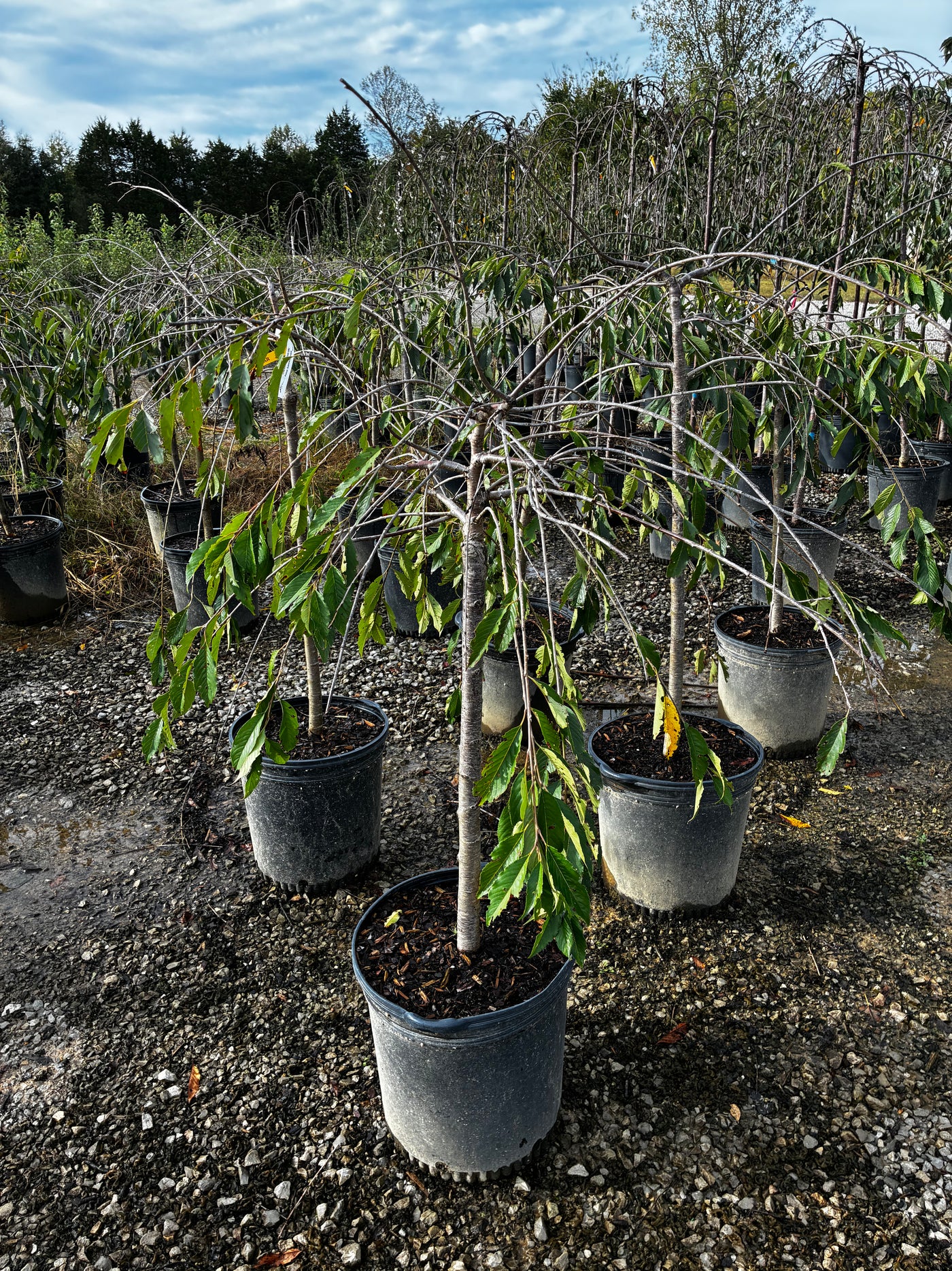 15 Gal -  Weeping Cherry