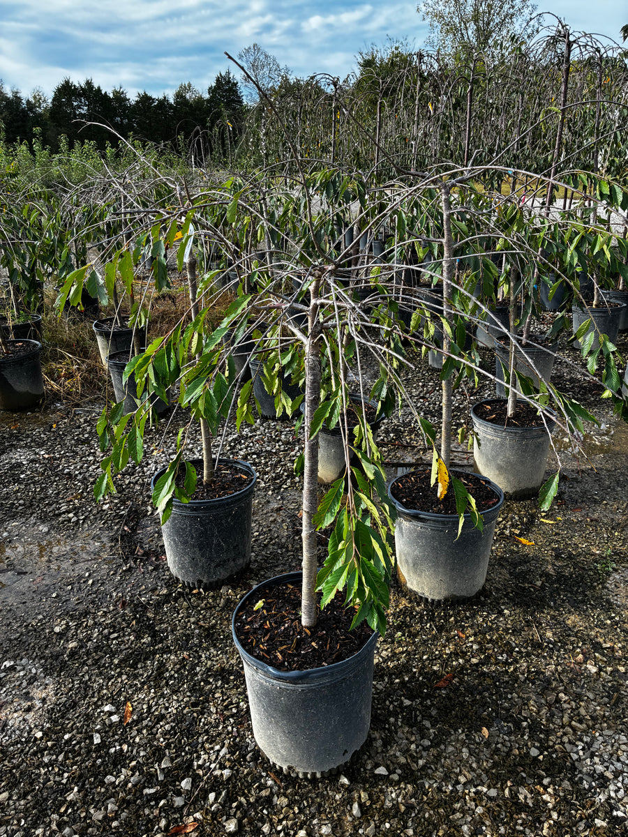 15 Gal -  Weeping Cherry