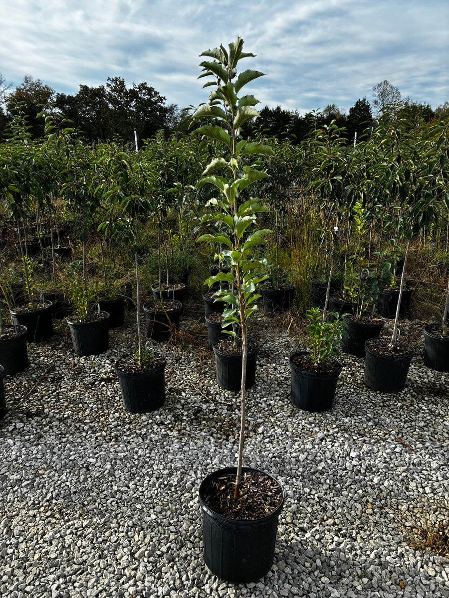 5 Gal - Apple Tree