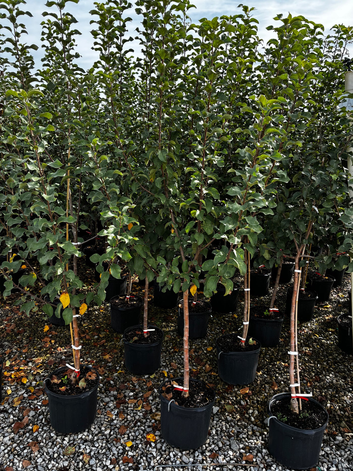 10 Gallon - Apple Tree