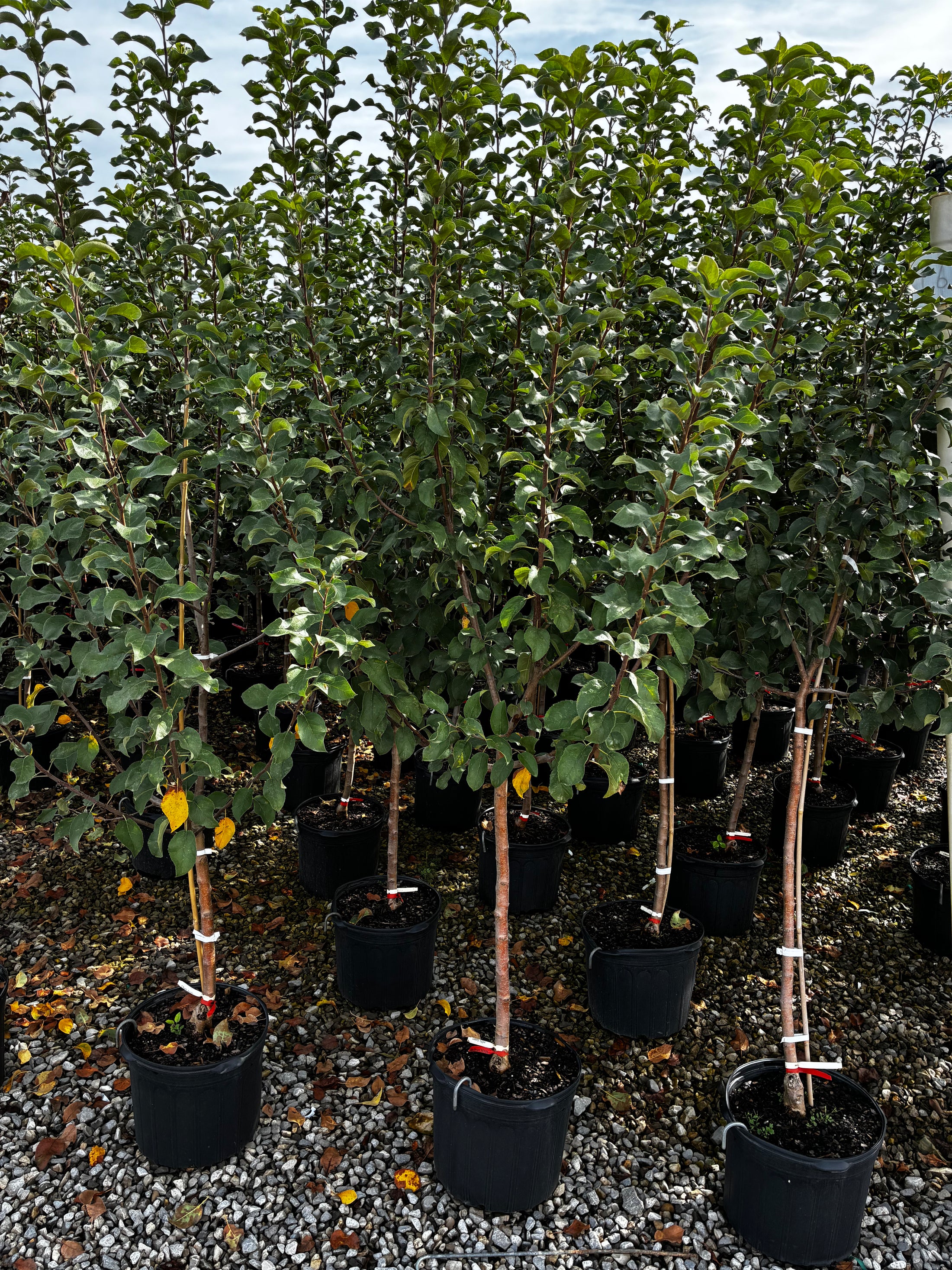 10 Gallon - Apple Tree