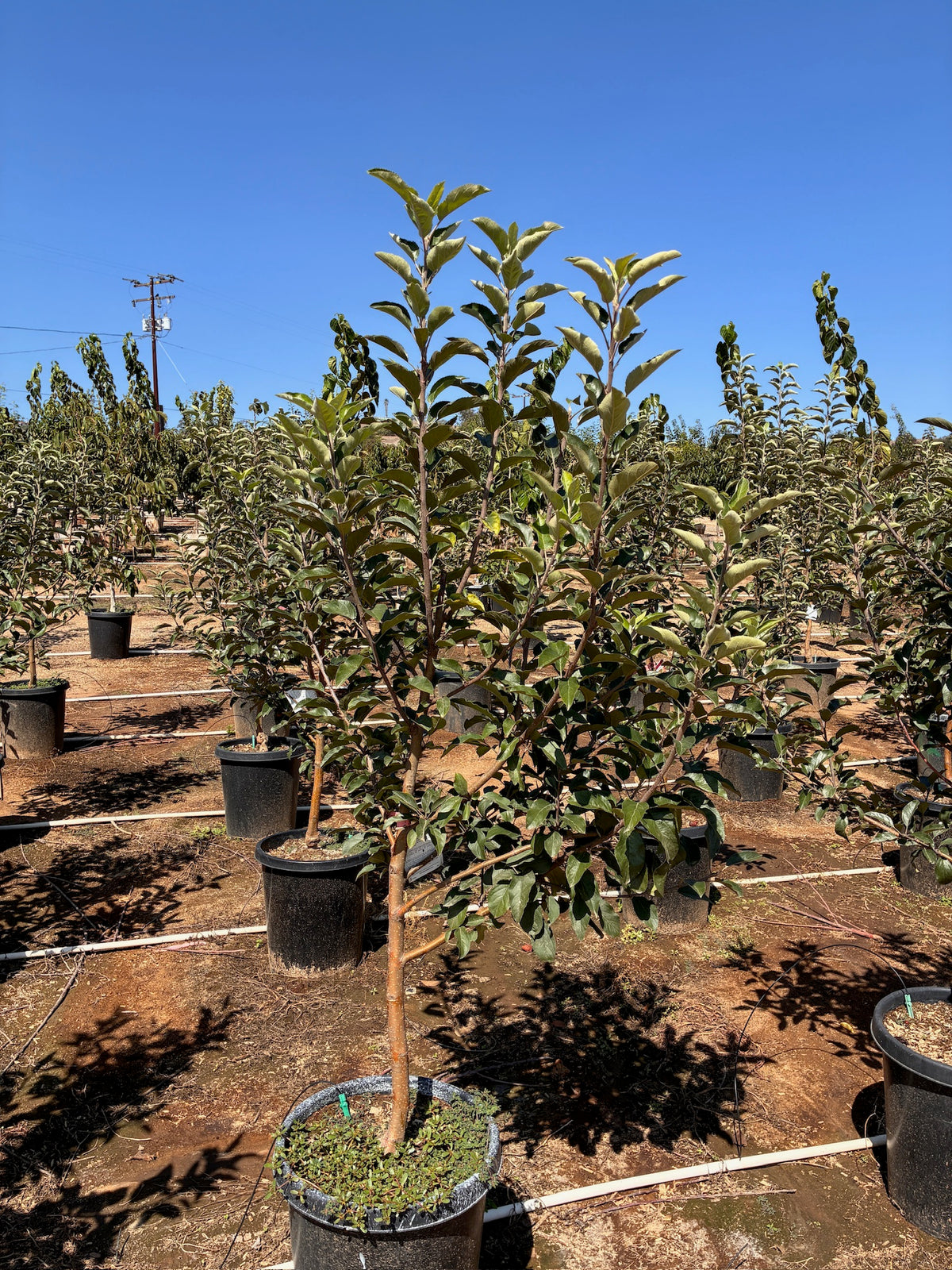 15 Gallon - Apple Tree