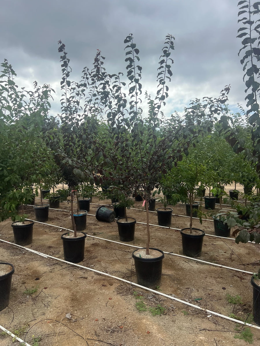 Fig Tree