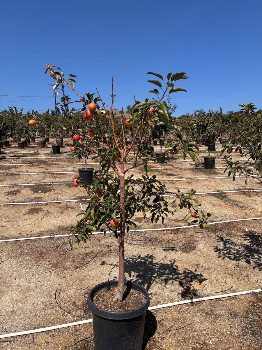 15 Gallon - Peach Tree