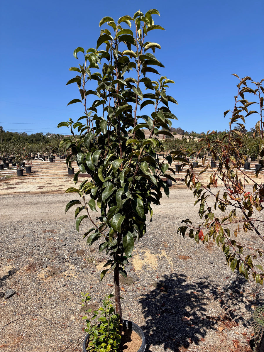 15 Gallon - Pear Tree