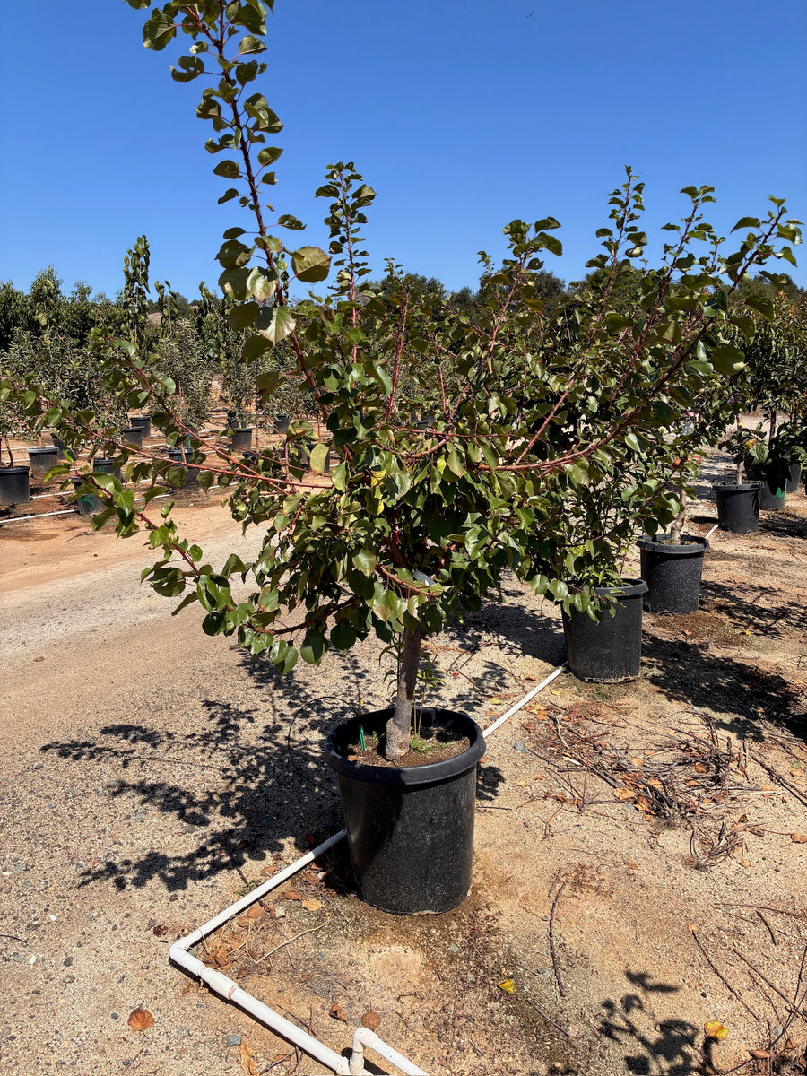 Plum Tree