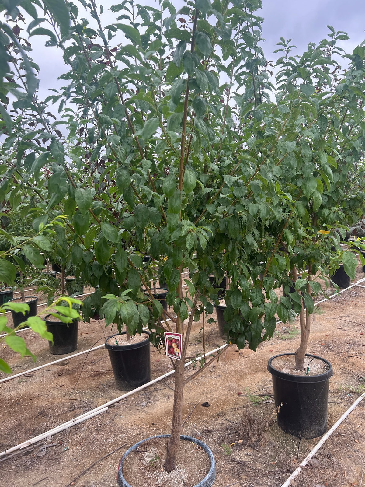 10 Gallon - Plum Tree