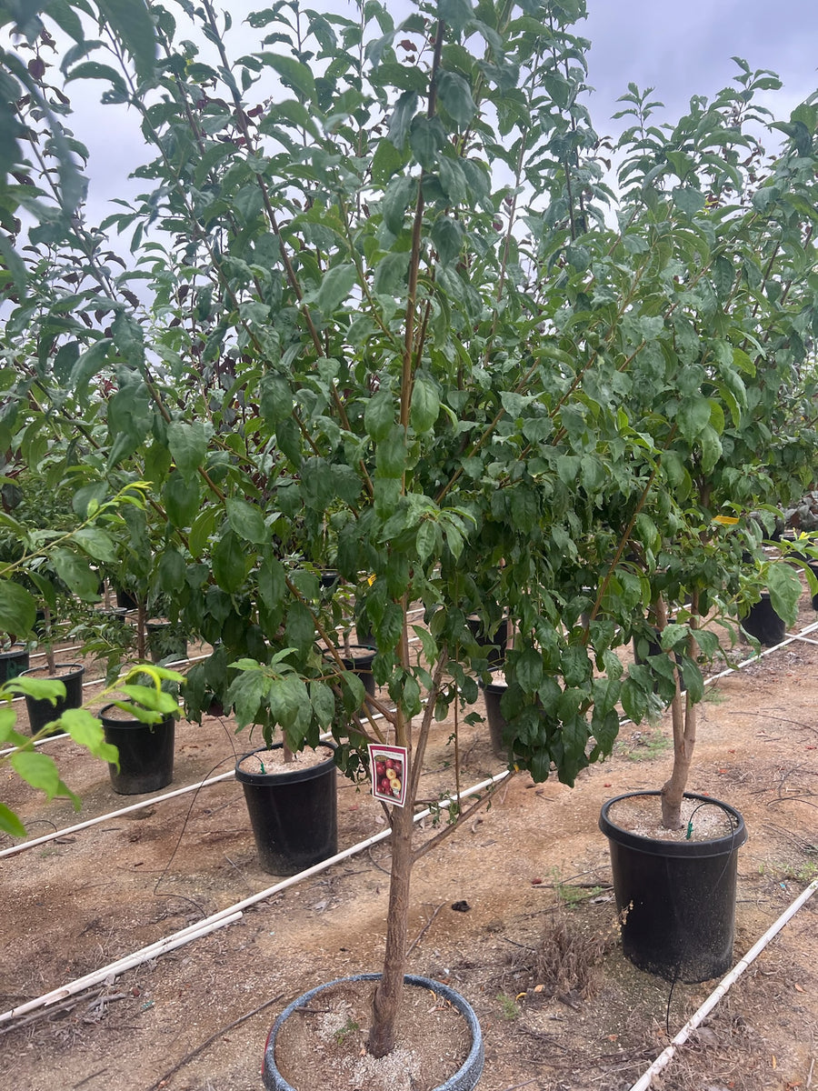 10 Gallon - Plum Tree