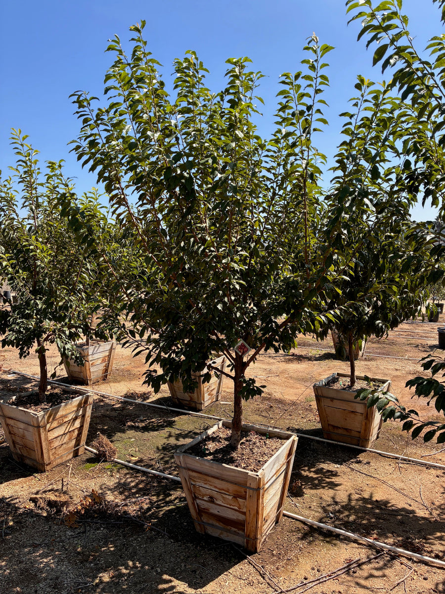 24" -  Cherry Tree